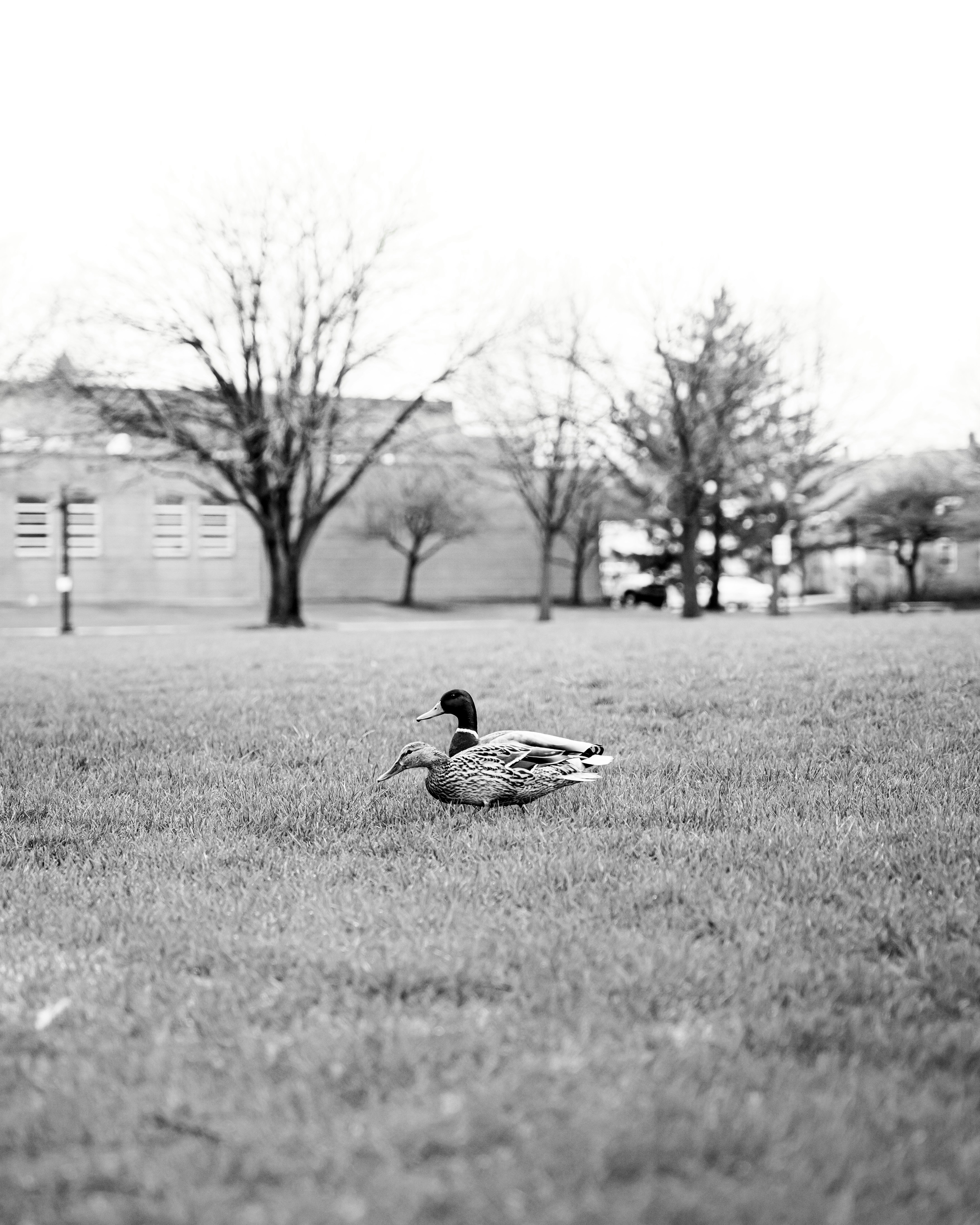 Το ματωμένο χωράφι - Book review cover