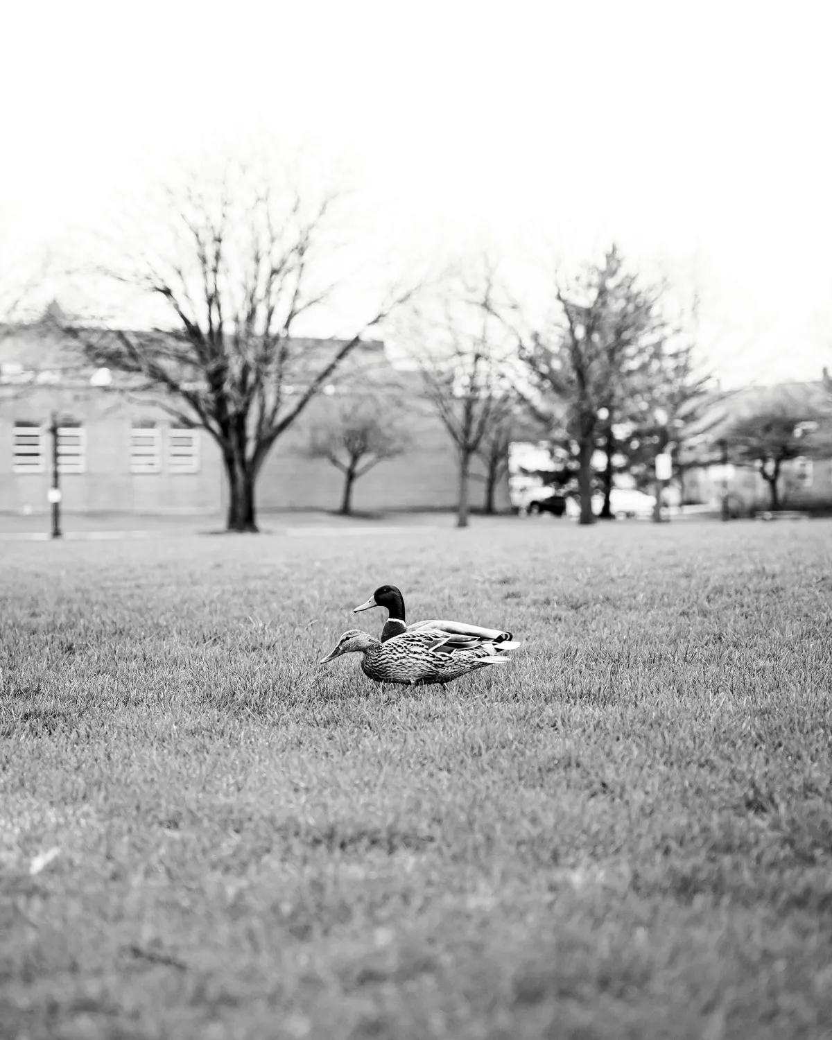 Το ματωμένο χωράφι - Book review cover